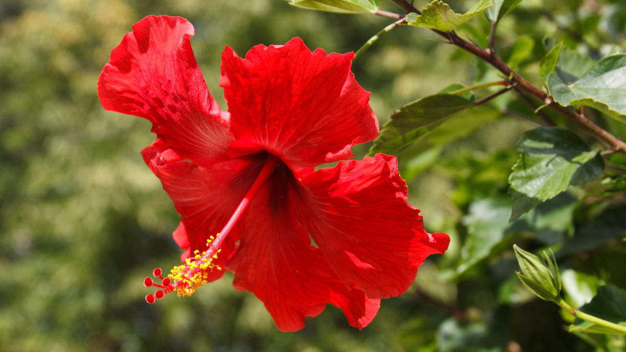 Красивый красный цветок гибискуса в лучах солнца