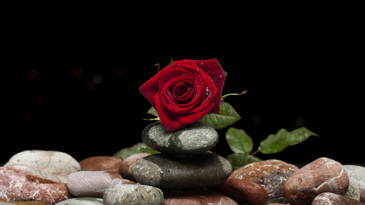 Красивая красная роза лежит на декоративных камнях на черном фоне