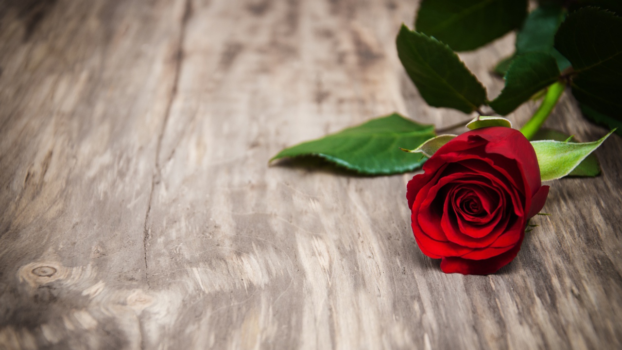 Красивая красная роза на деревянной поверхности 