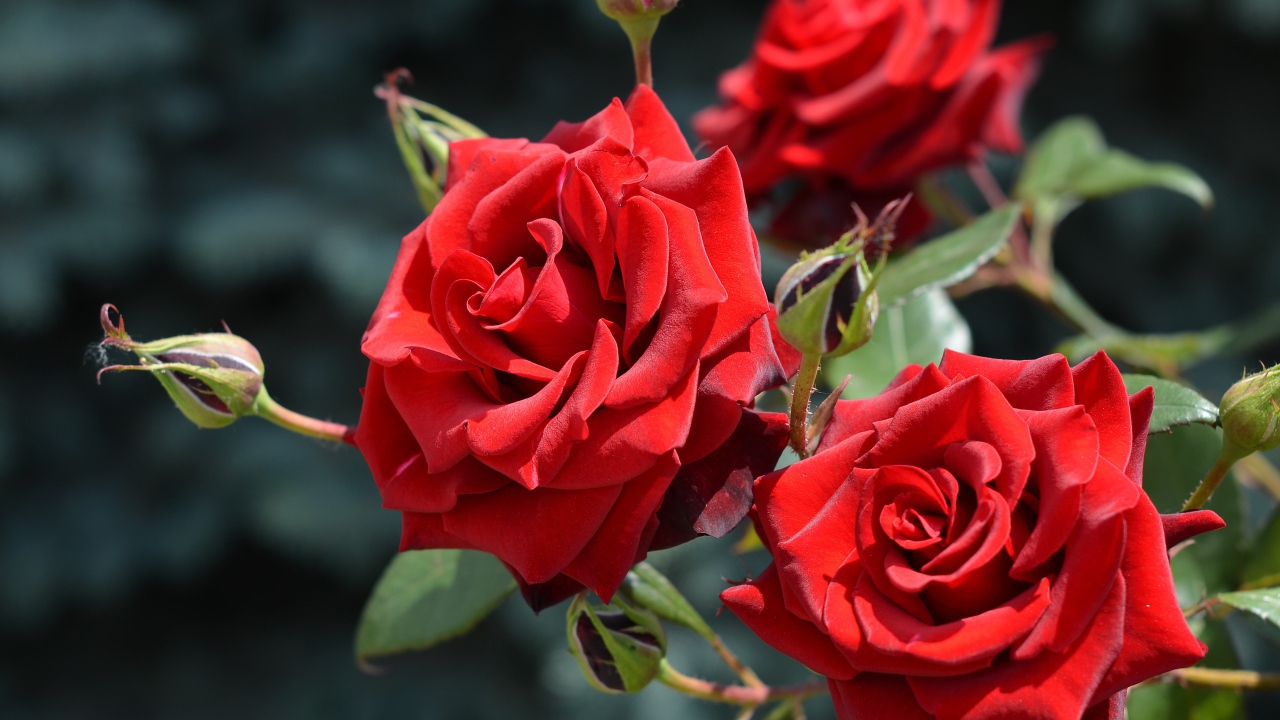 Красивые красные розы с бутонами в лучах солнца