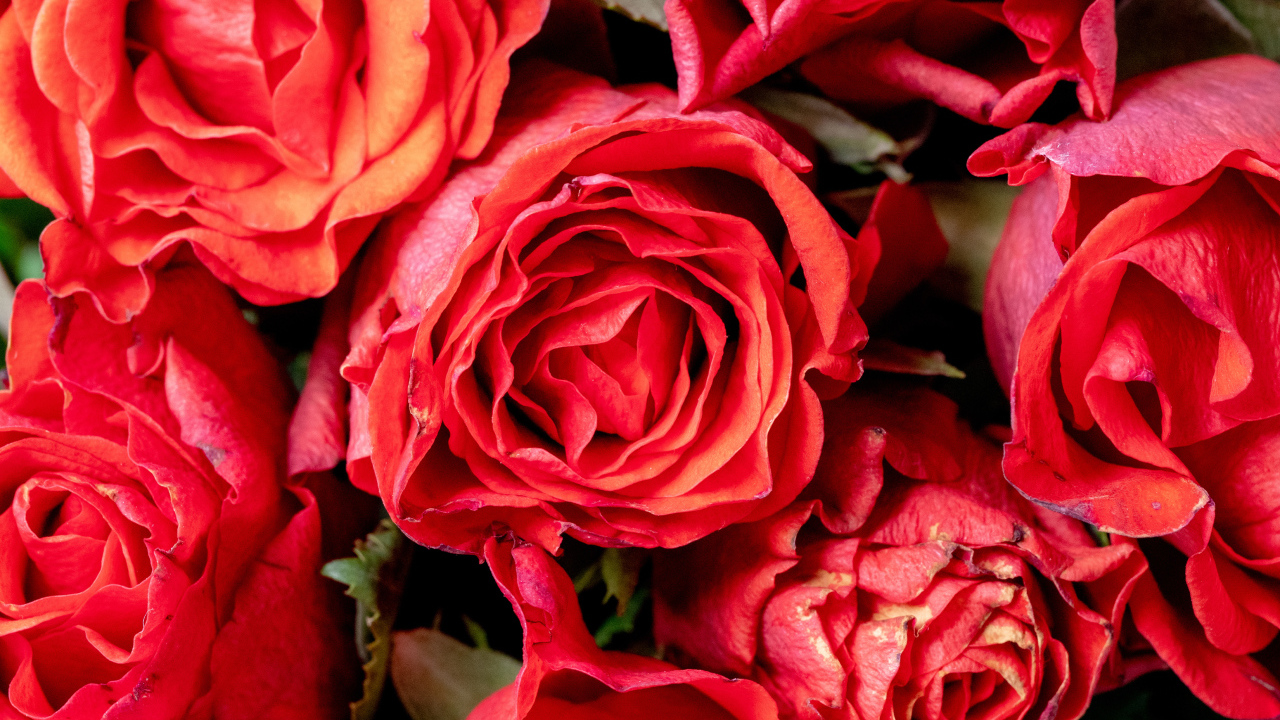 Красивые розы с розовыми лепестками крупным планом