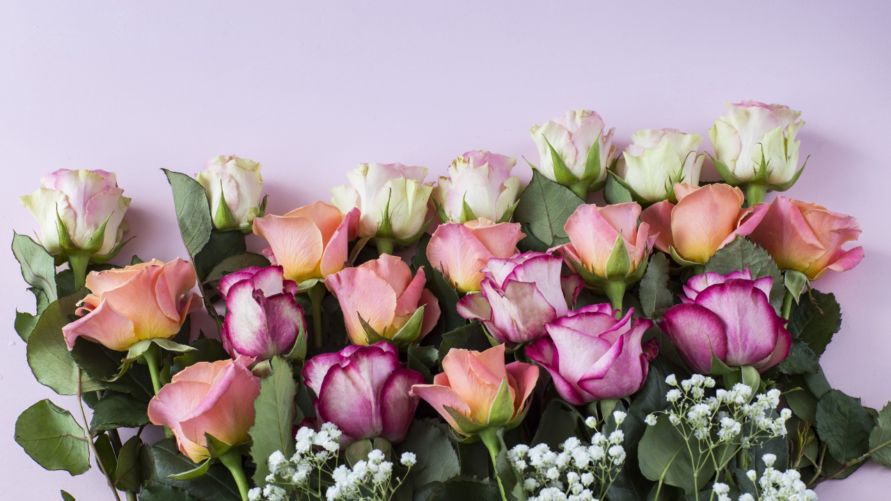 Красивый нежный букет разноцветных роз на сиреневом фоне