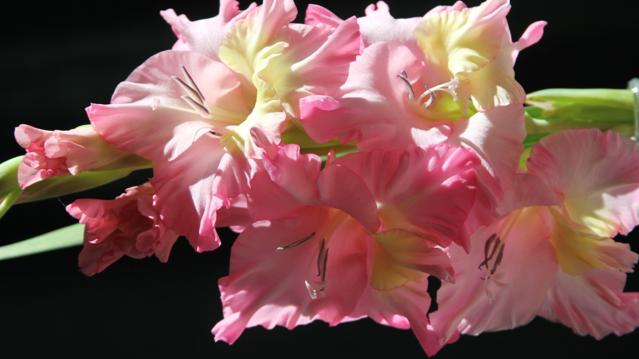 Красивые нежные розовые гладиолусы на черном фоне