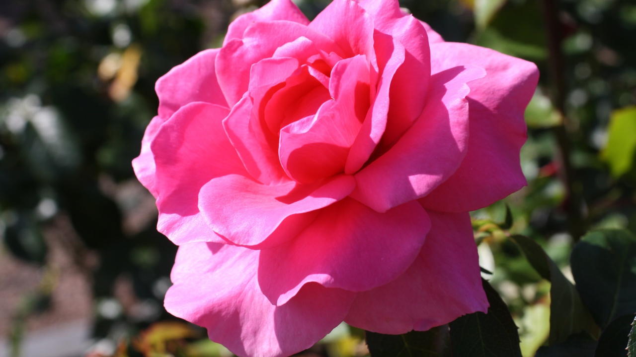 Красивая нежная розовая роза в лучах солнца на клумбе 