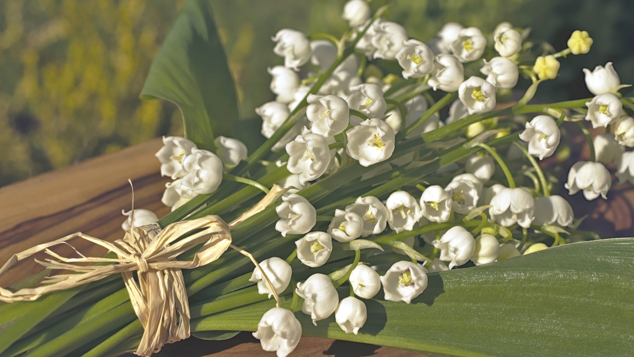 Красивые белые ландыши с зелеными листьями
