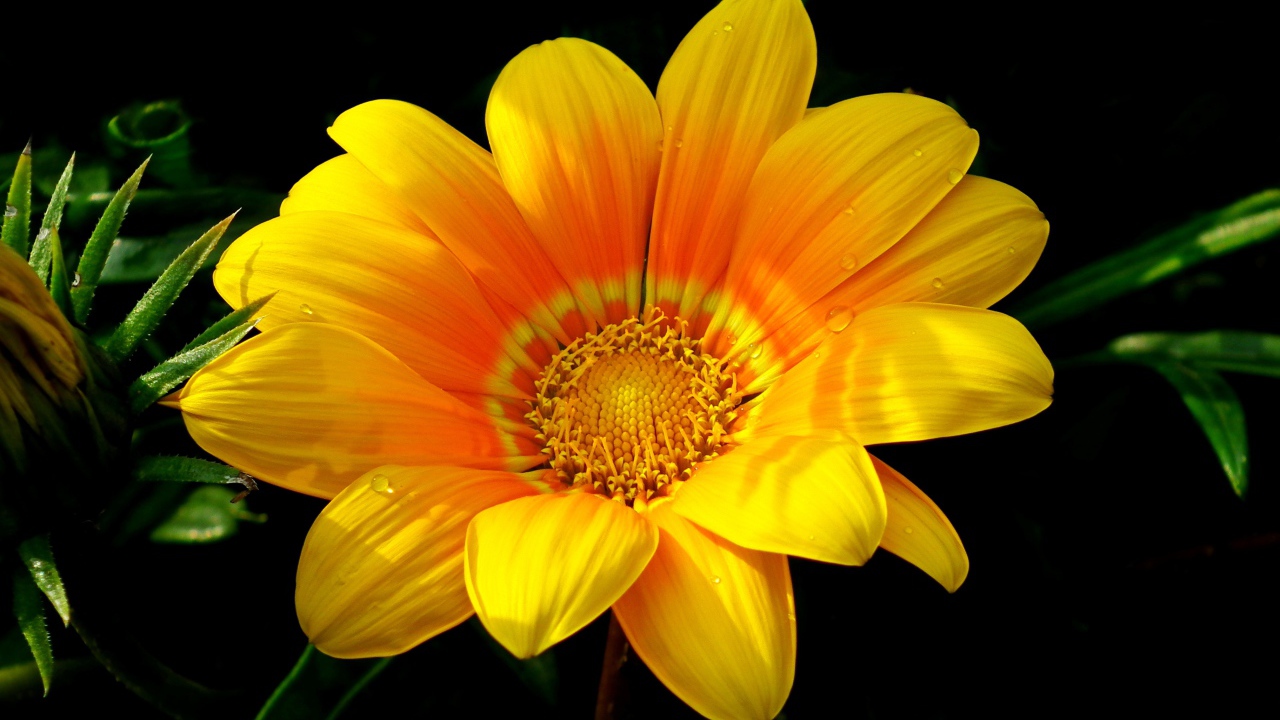 Красивый желтый цветок газания крупным планом