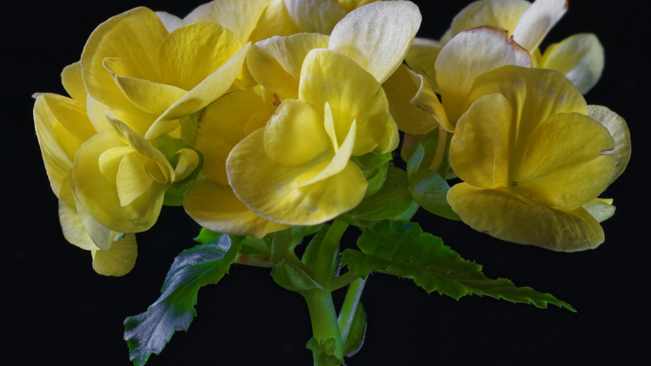 Красивый желтый комнатный цветок бегония на черном фоне