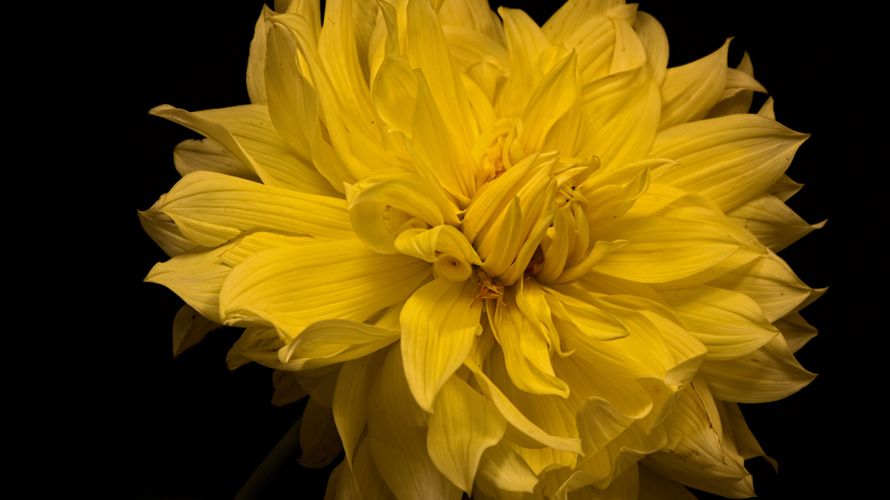 Большой желтый цветок георгины на черном фоне