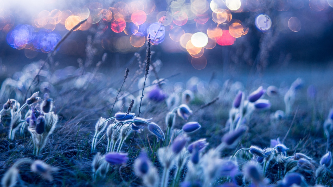 Голубые цветы прострела гнутся от ветра