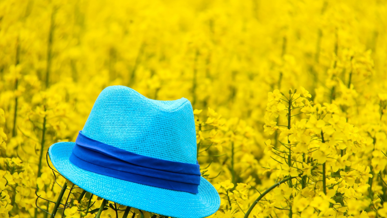 Голубая шляпа лежит на желтых цветах 