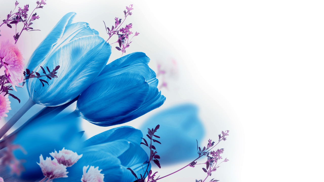 Голубые тюльпаны на белом фоне 