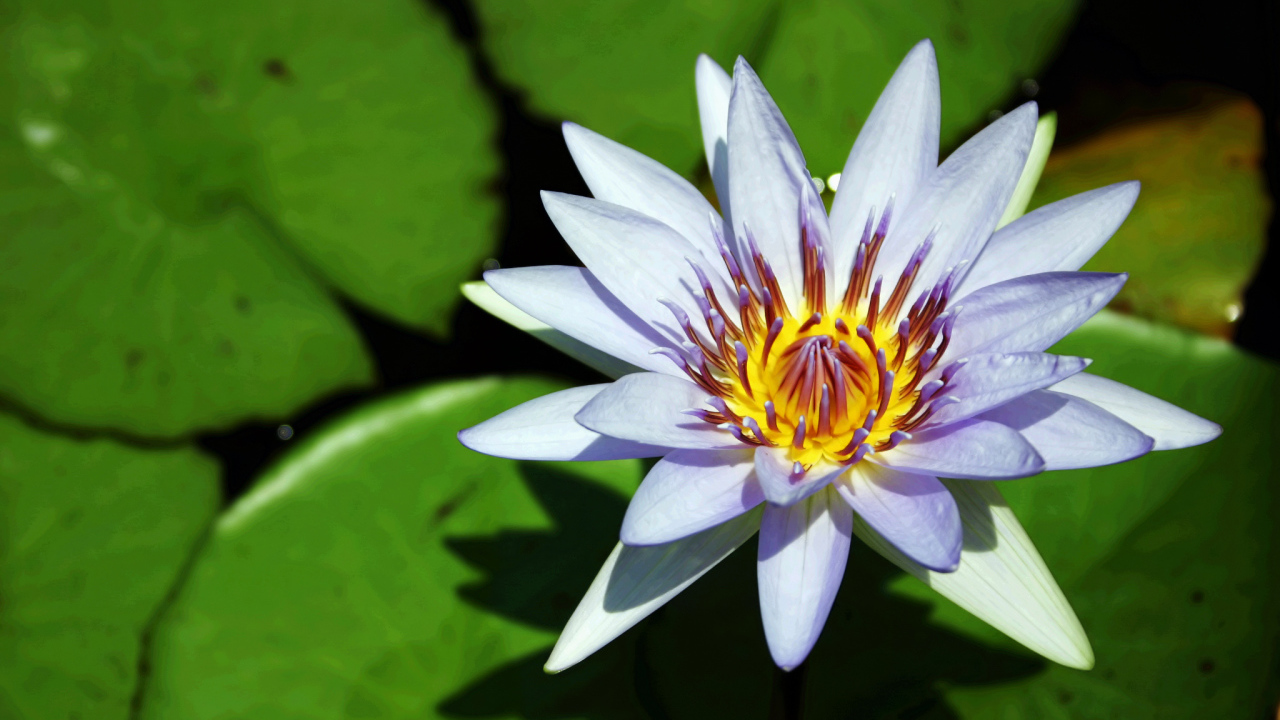 Синяя водяная лилия с зелеными листьями в воде