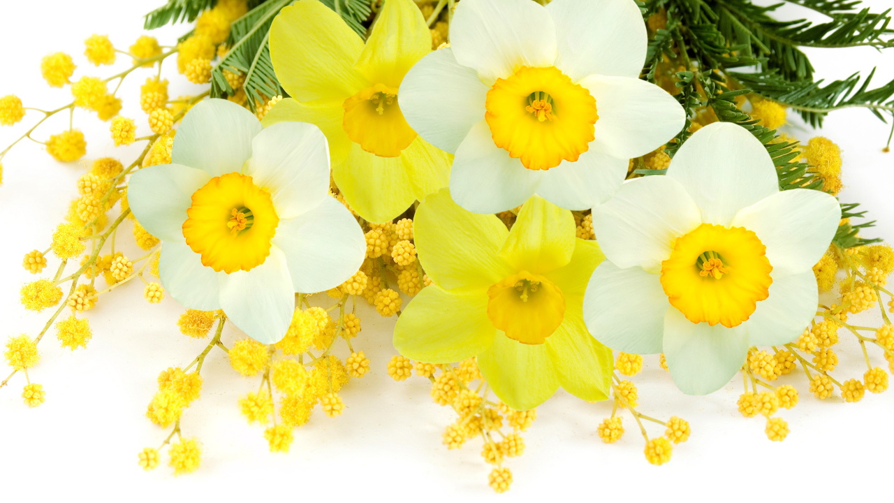 Букет нарциссов с веточками мимозы на белом фоне