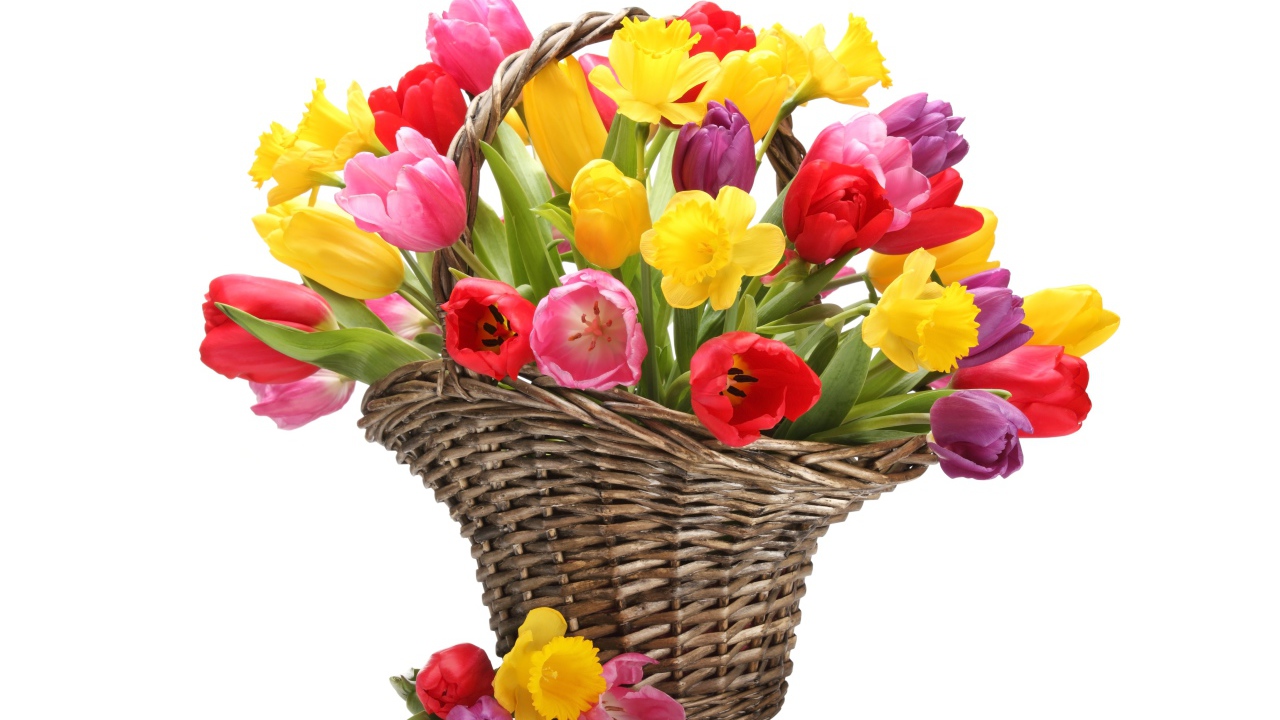 Букет разноцветных тюльпанов в плетеной корзине на белом фоне