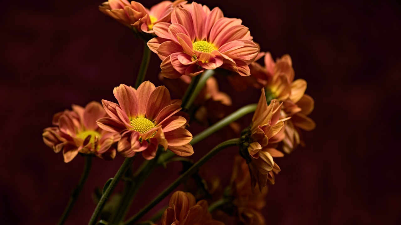 Букет оранжевых хризантем крупным планом