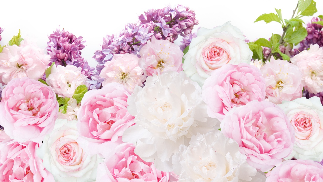 Букет пионов с сиренью на белом фоне