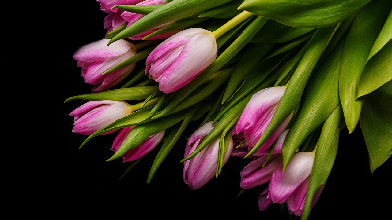 Букет розовых тюльпанов с зелеными листьями на черном фоне