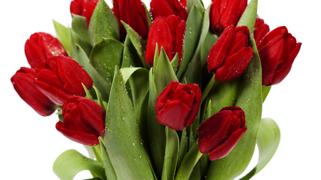 Букет красных тюльпанов в каплях росы в стеклянной вазе на белом фоне