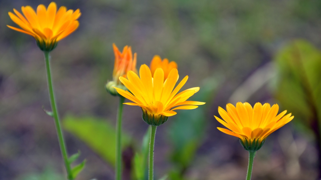 Яркие оранжевые цветы календулы 