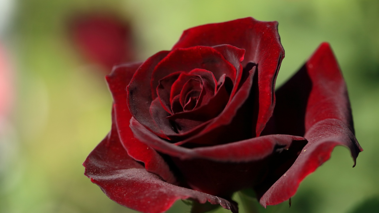 Темная бордовая роза крупным планом