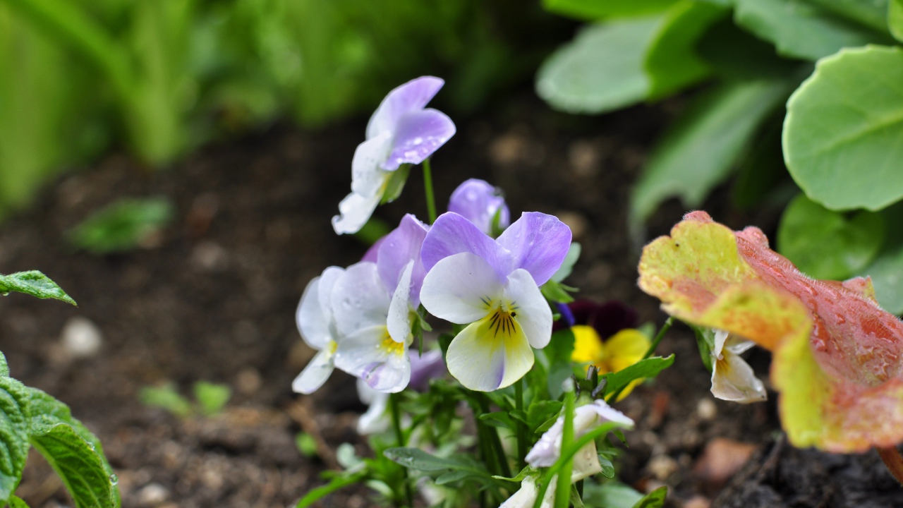 Нежный сиреневый цветок анютины глазки 