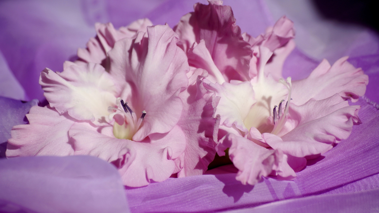 Нежные розовые цветы гладиолусы на сиреневой ткани