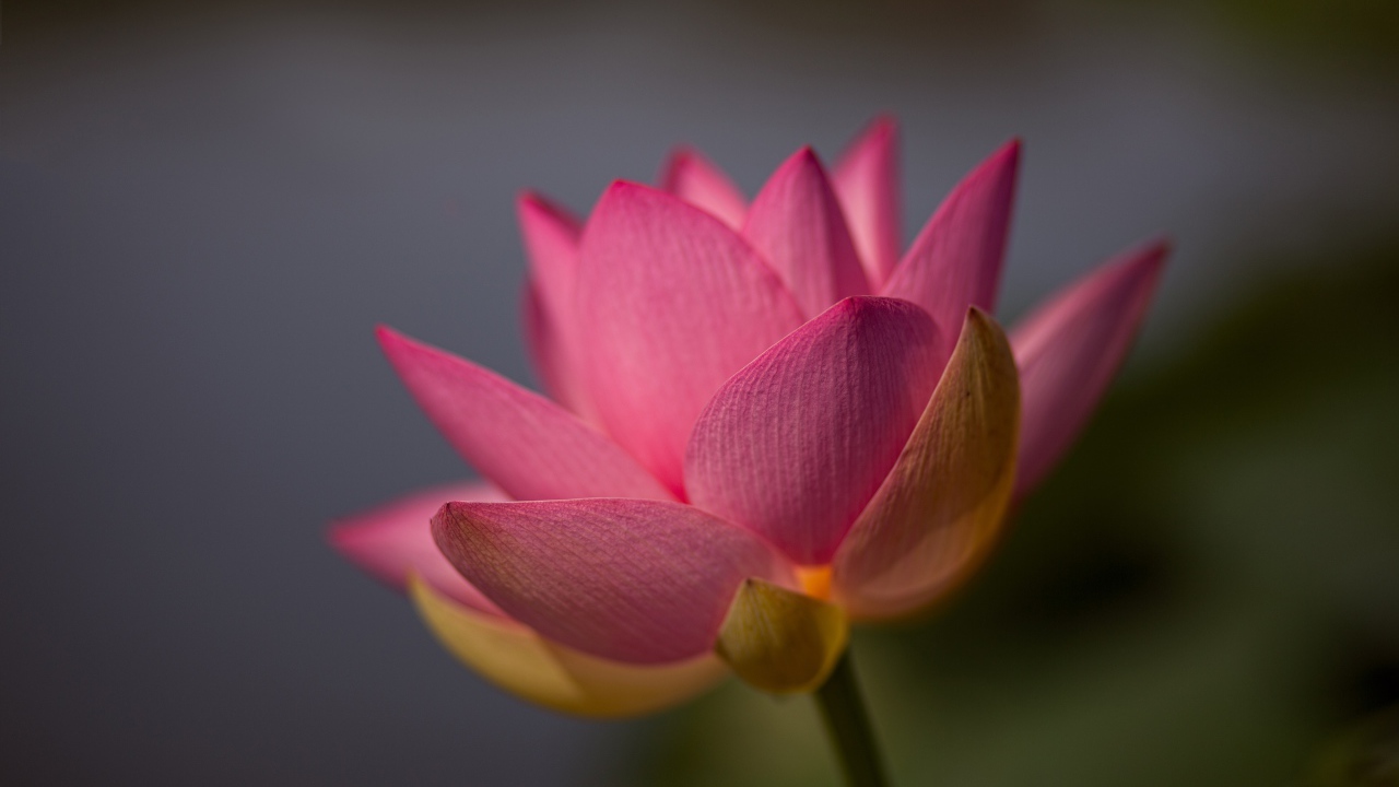 Нежный розовый цветок лотоса крупным планом на сером фоне