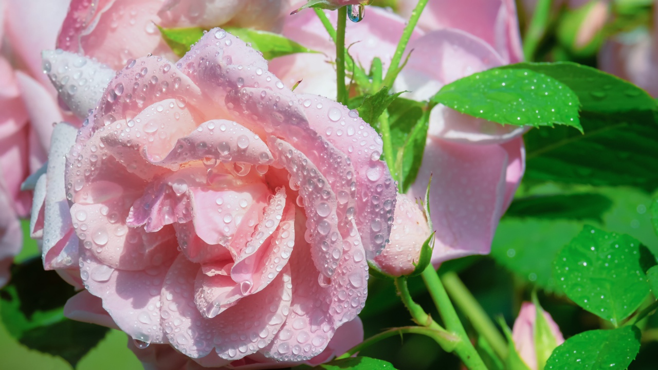 Нежные розовые розы в каплях росы с зелеными листьями 