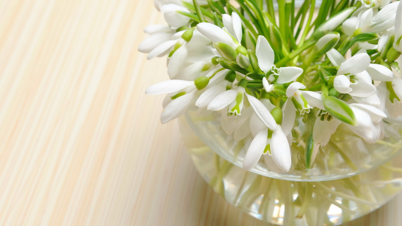 Нежные весенние первоцветы подснежники в стеклянной вазе