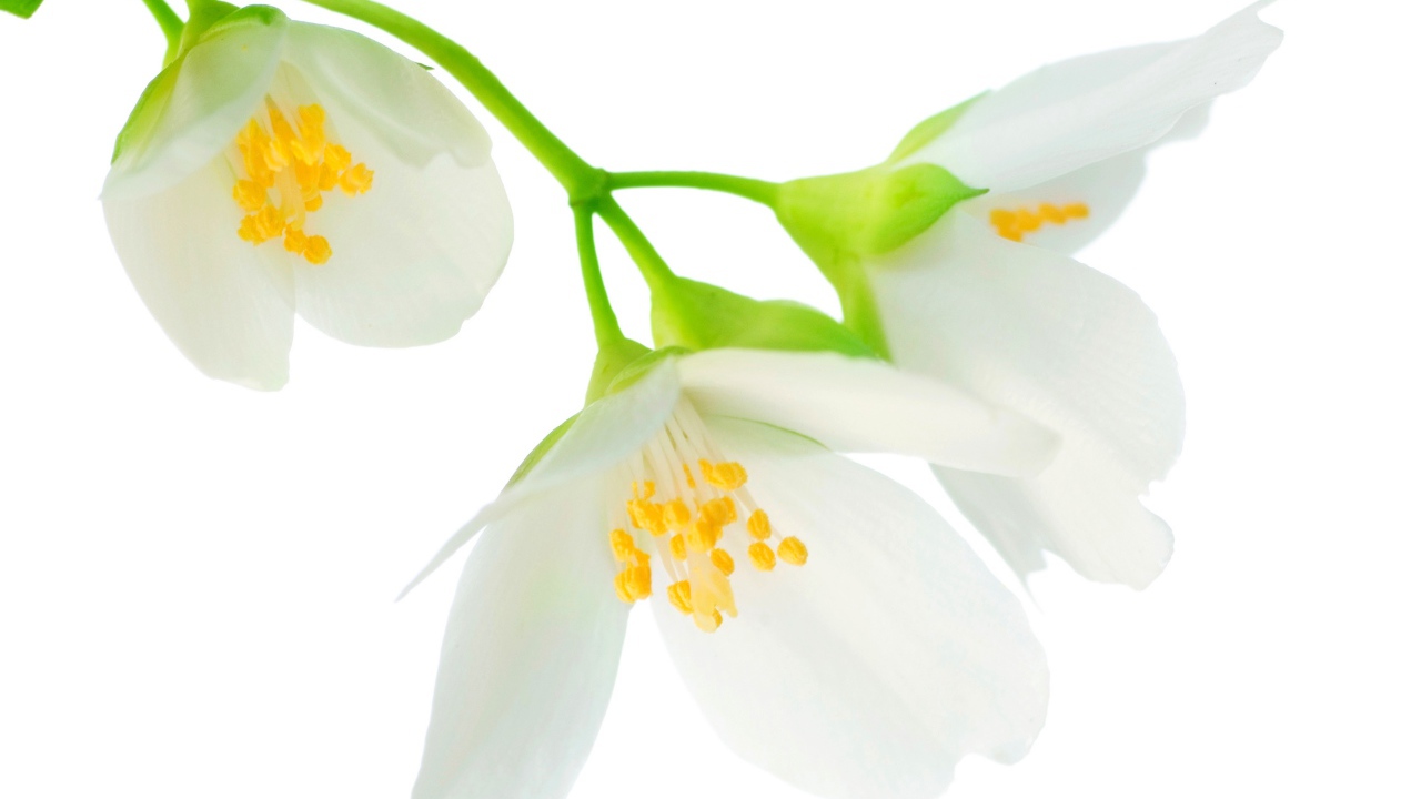 Нежные белые цветы жасмина на белом фоне крупным планом