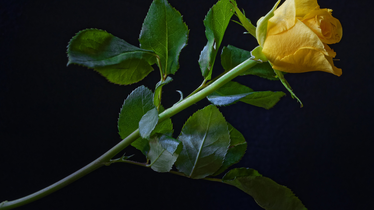 Нежная желтая роза с зелеными листьями на черном фоне