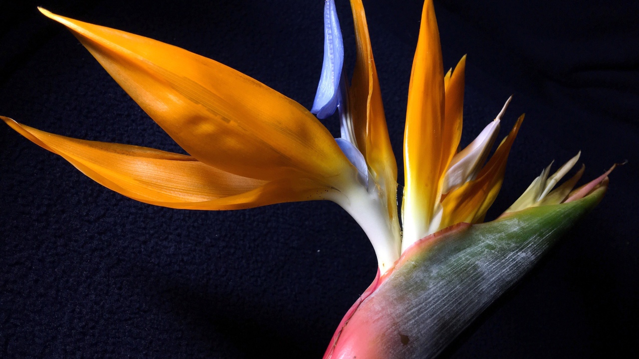 Экзотический цветок стрелиция на черном фоне