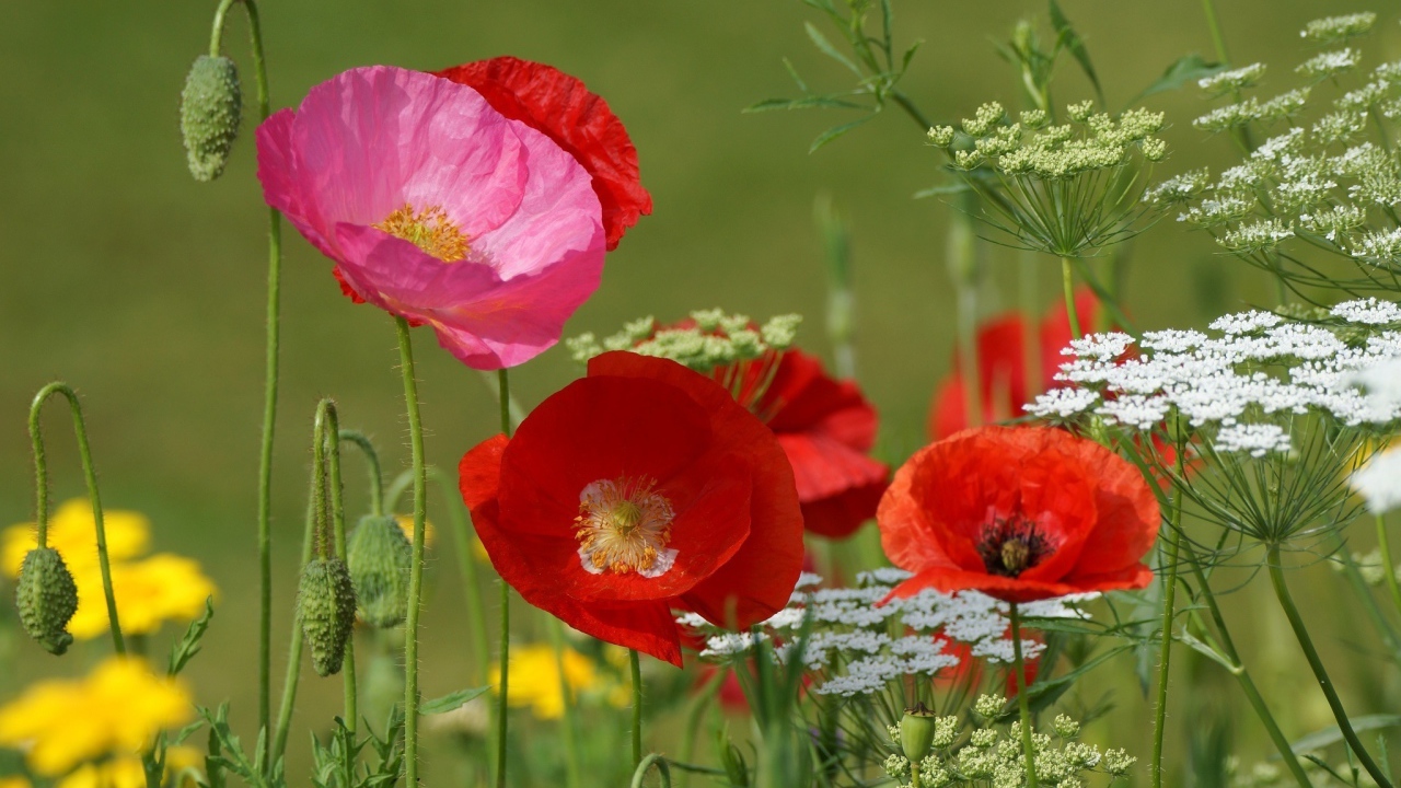 Полевые маки и кашка в поле