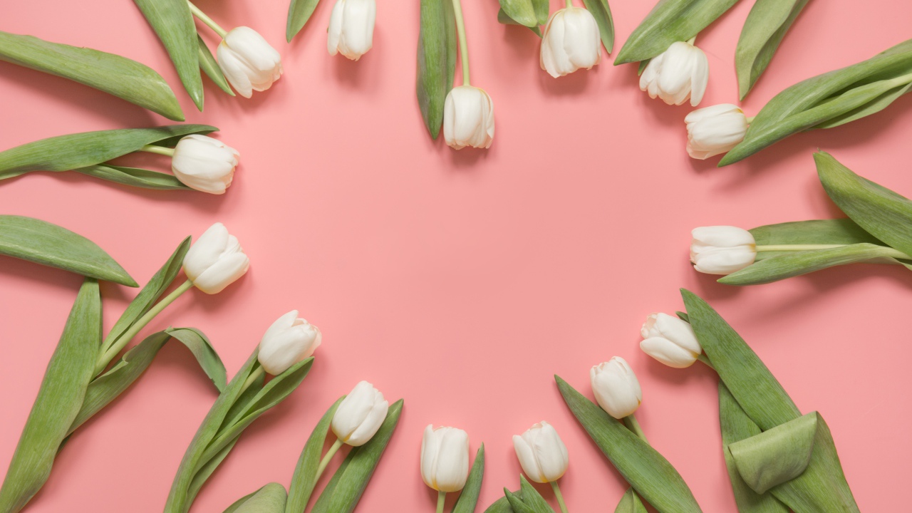 Сердце из белых тюльпанов на розовом фоне
