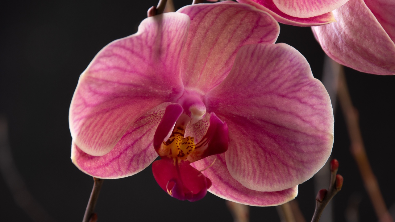 Большой розовый цветок орхидеи крупным планом