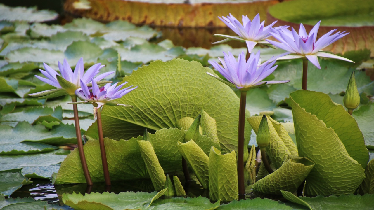 Сиреневые цветы лотоса в воде с большими зелеными листьями 
