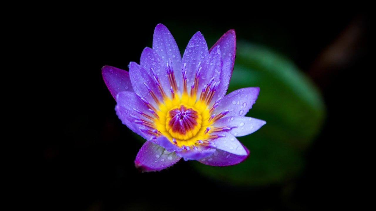 Маленькая фиолетовая водяная лилия крупным планом