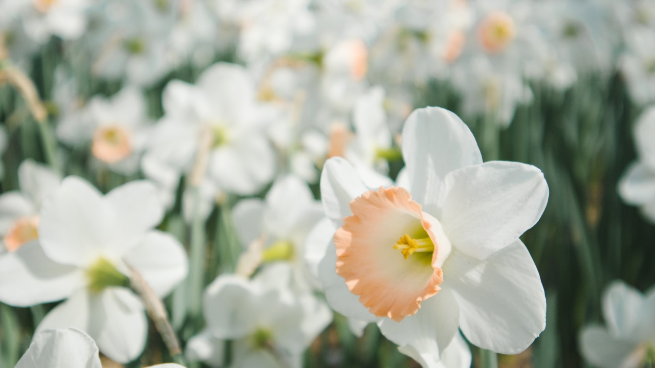 Много ярких белых весенних нарциссов на клумбе