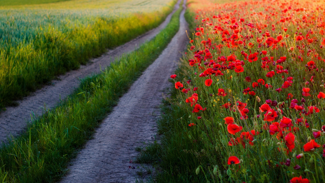 Много красных маков в поле у дороги