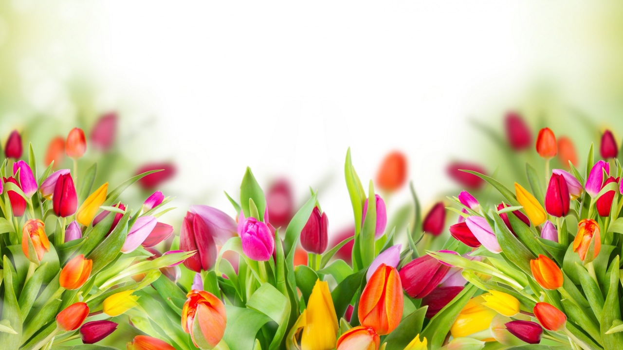 Много красивых разноцветных тюльпаном фон для открытки