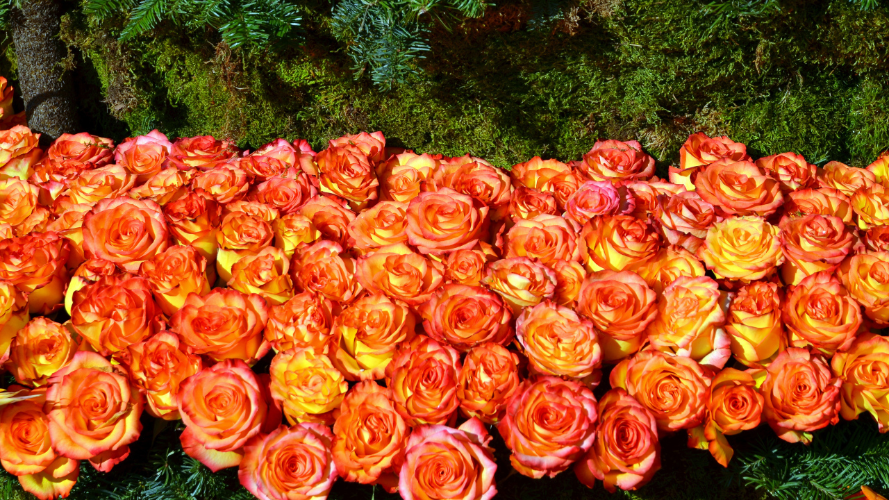 Много красивых оранжевых роз