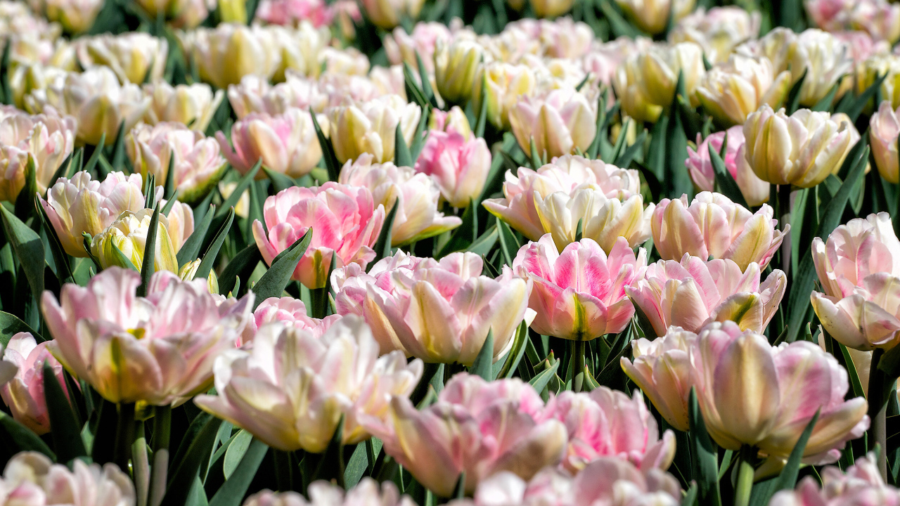 Много нежных розовых тюльпанов на клумбе крупным планом