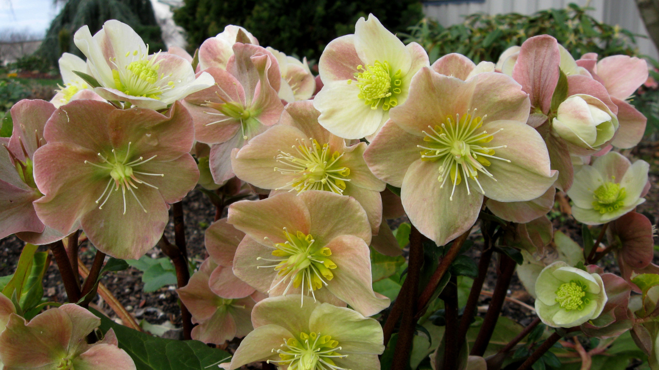 Много розовых цветов морозника крупным планом