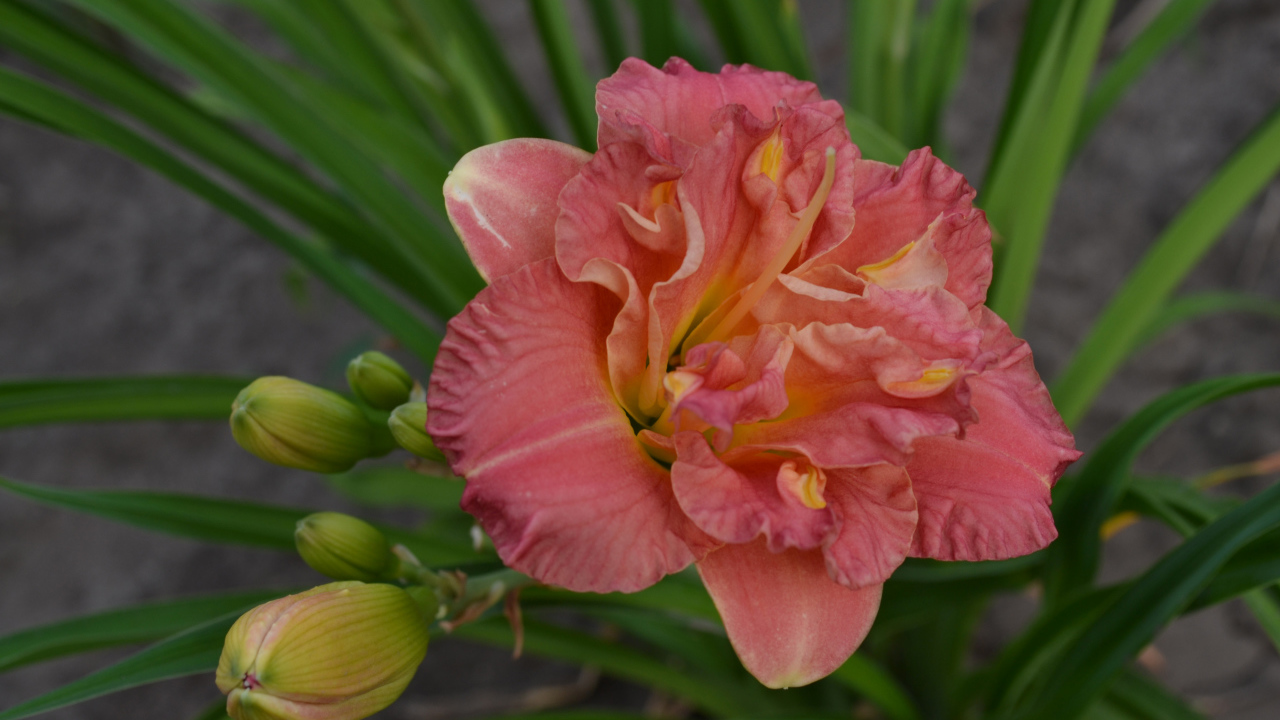 Оранжевая лилия с зелеными листьями и бутонами