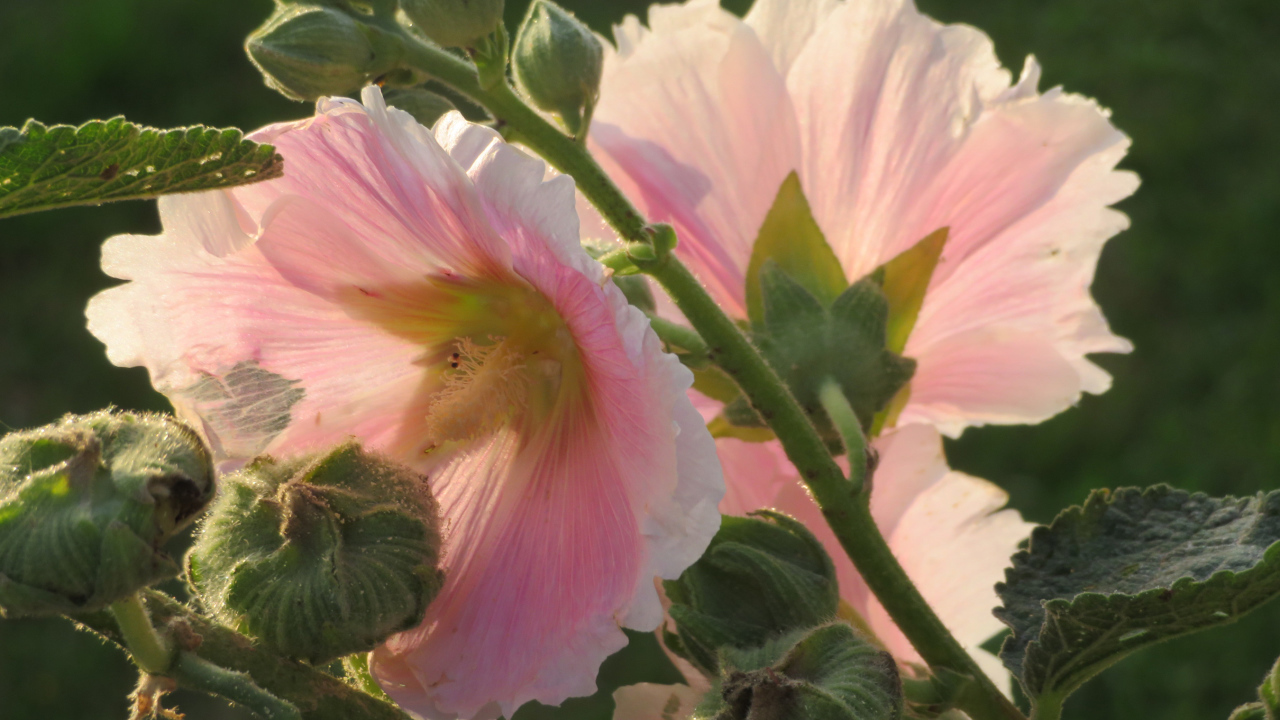 Розовые цветы мальва крупным планом