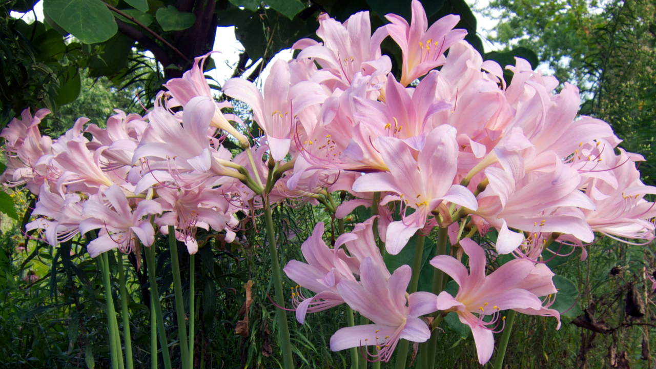 Розовые красивые лилии на клумбе