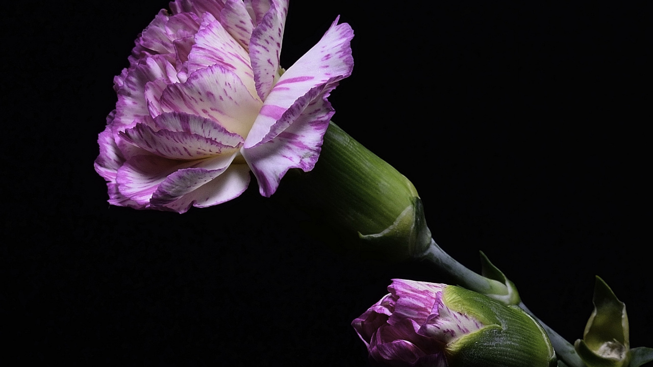 Розовая гвоздика с бутоном на черном фоне