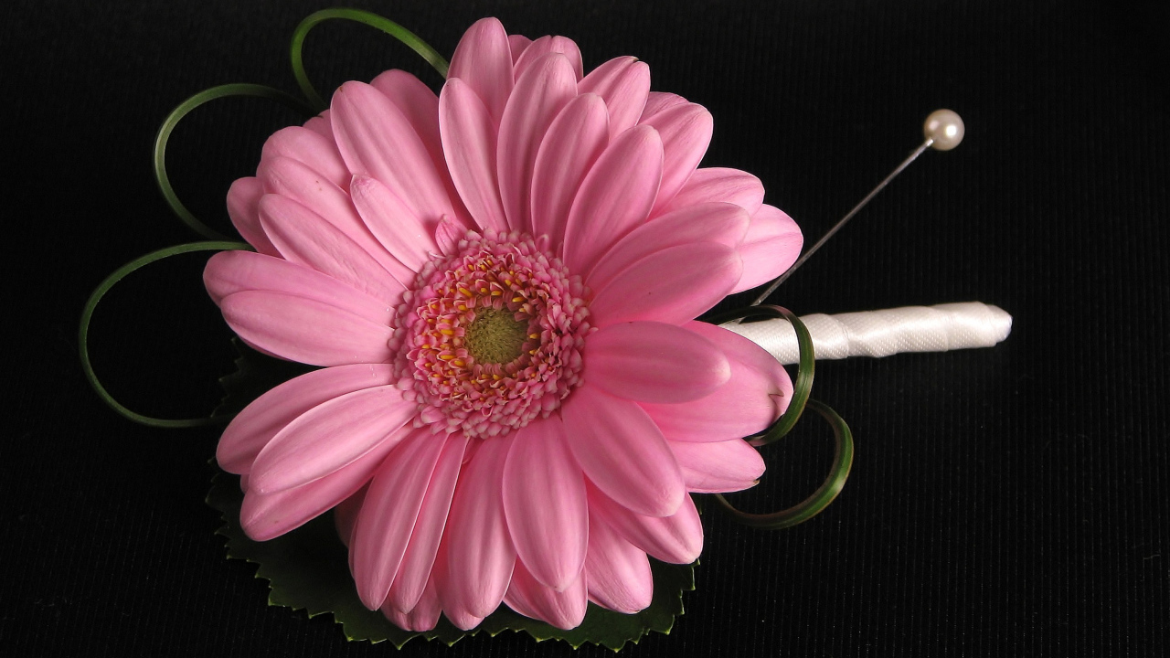 Розовый цветок герберы приколот к черной ткани