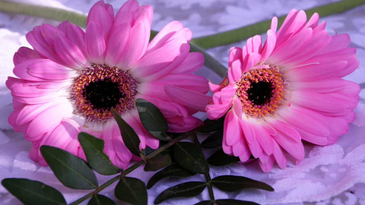 Розовые герберы с зелеными листьями 