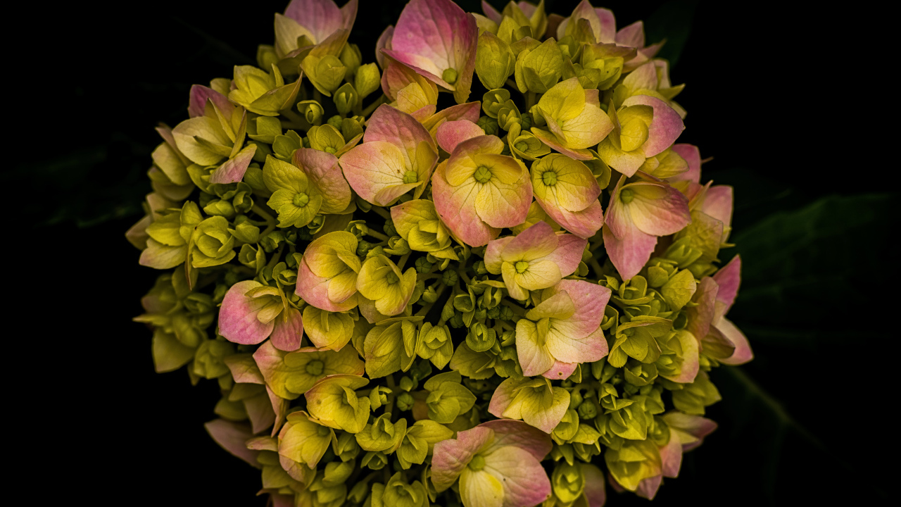 Розовый цветок гортензии распускается на черном фоне